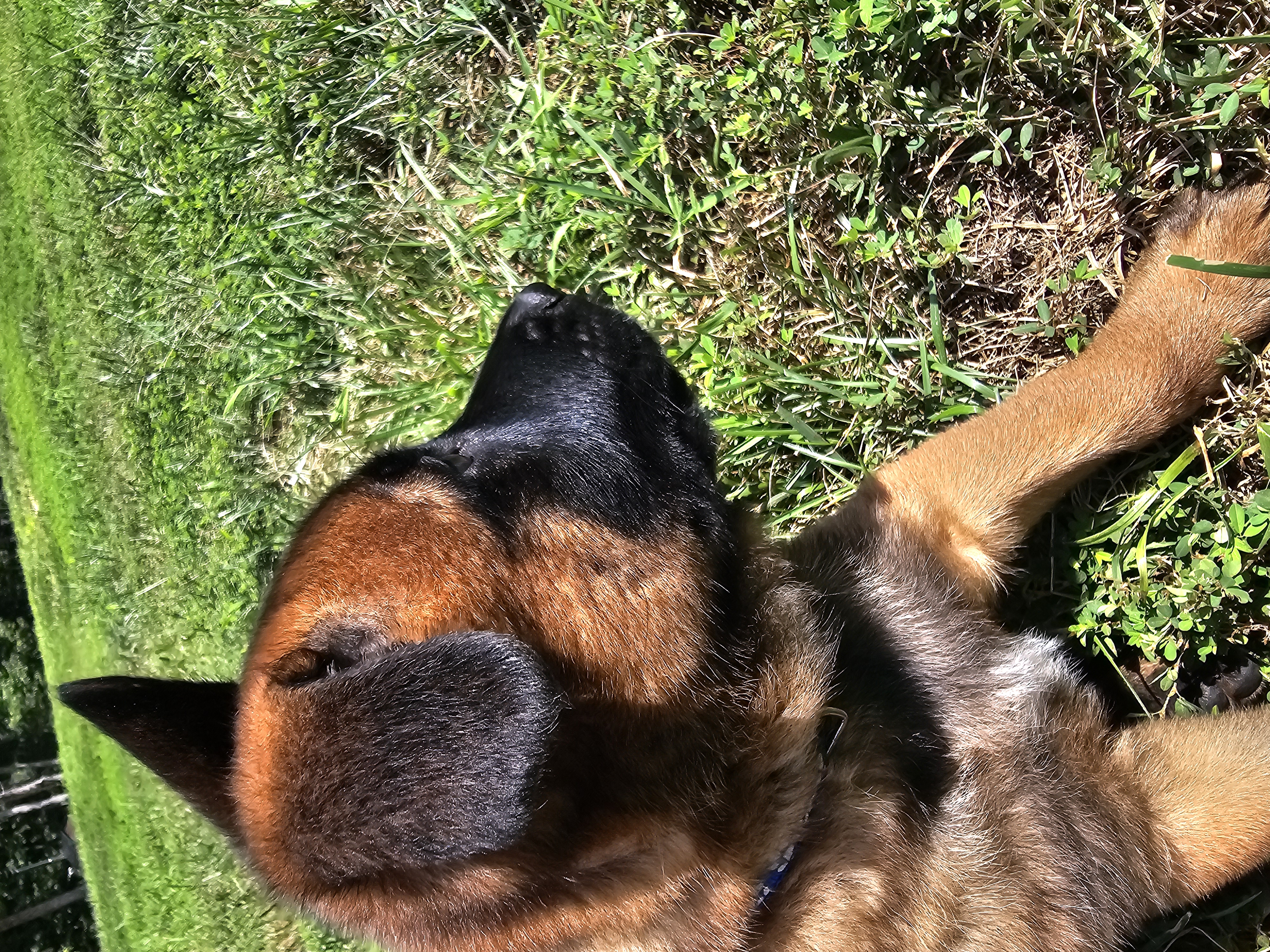 Shadow Malinois Puppies - Love Belgian Malinois
